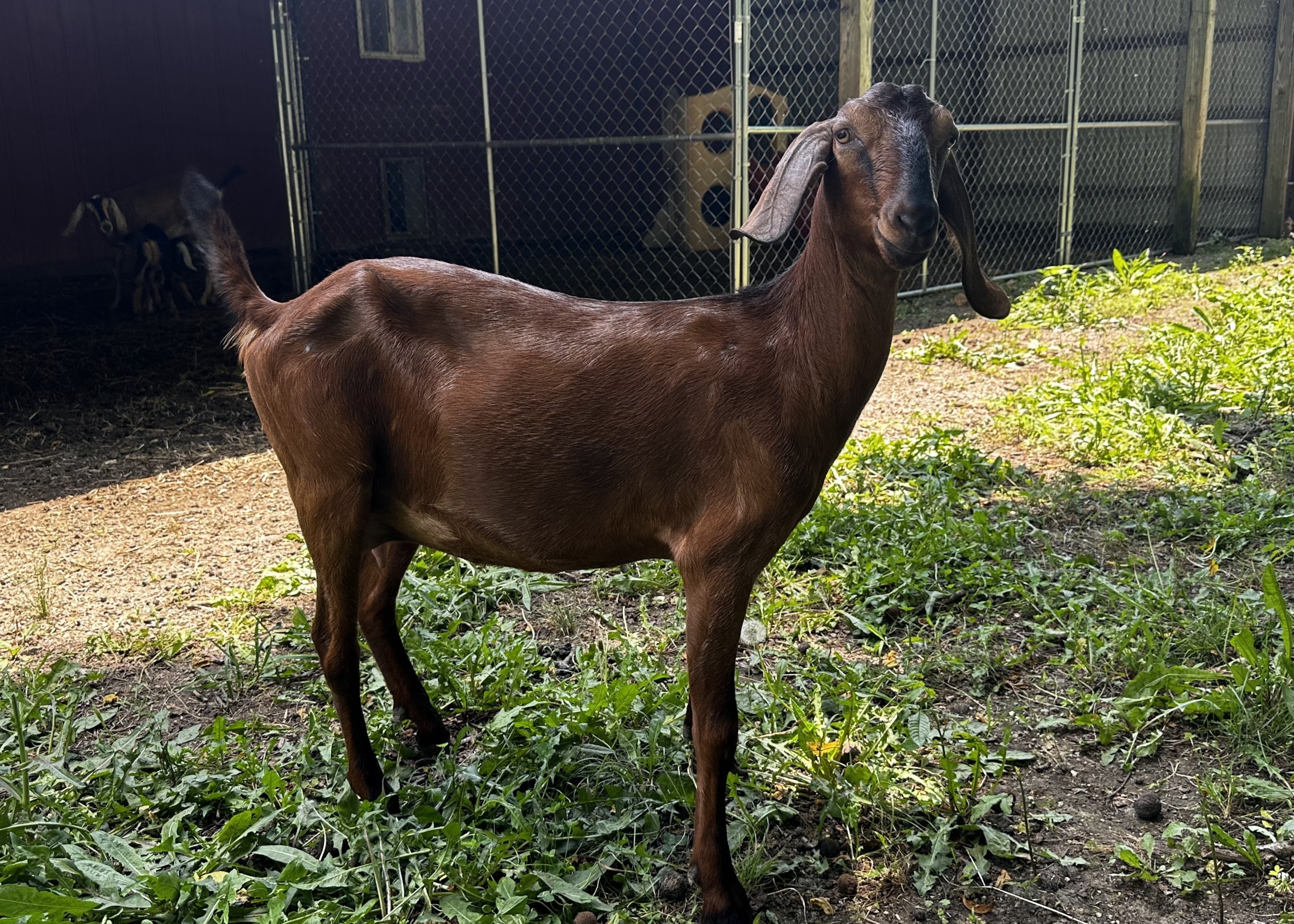 SMOKEY — Nubian