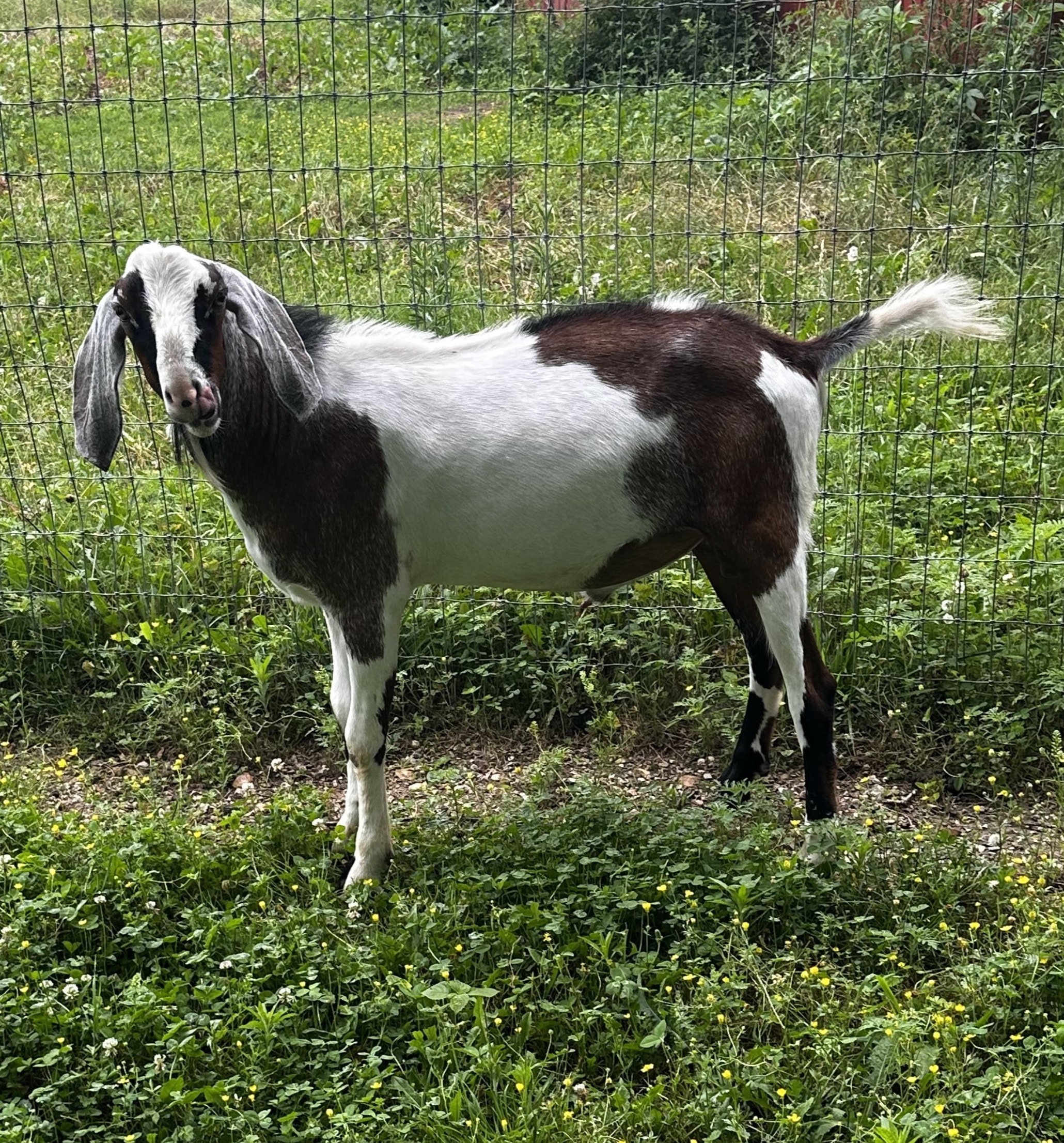 CAPALDI — nubian