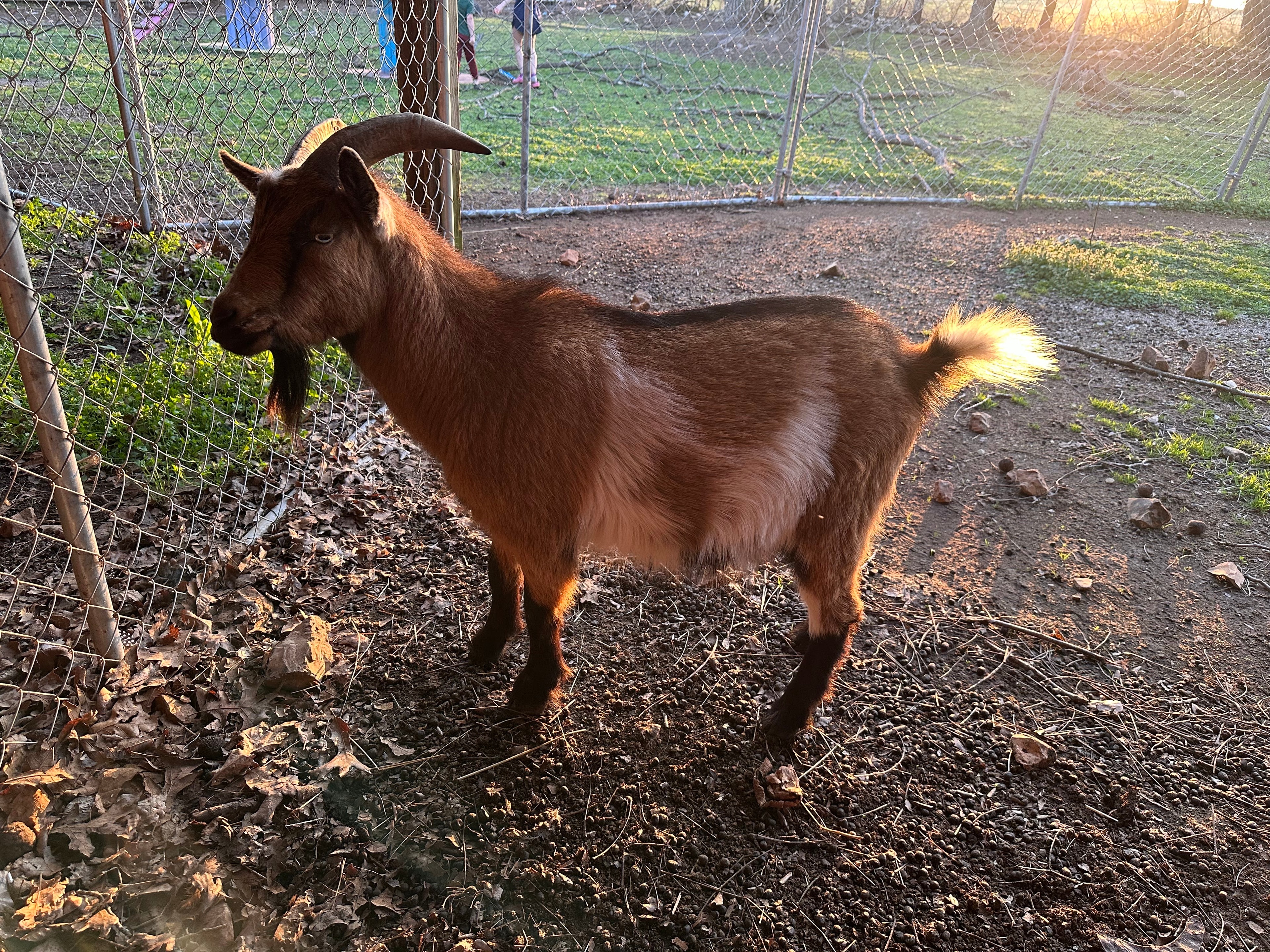 BOOGER — nigerian dwarf